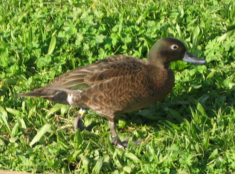 Brown Teal (Pateke)